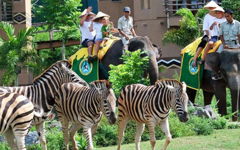 Bali Safari (4)
