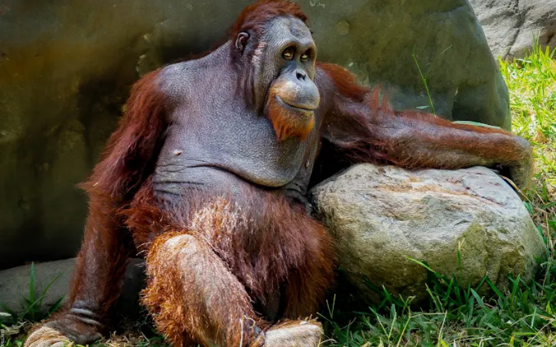 Bali Zoo