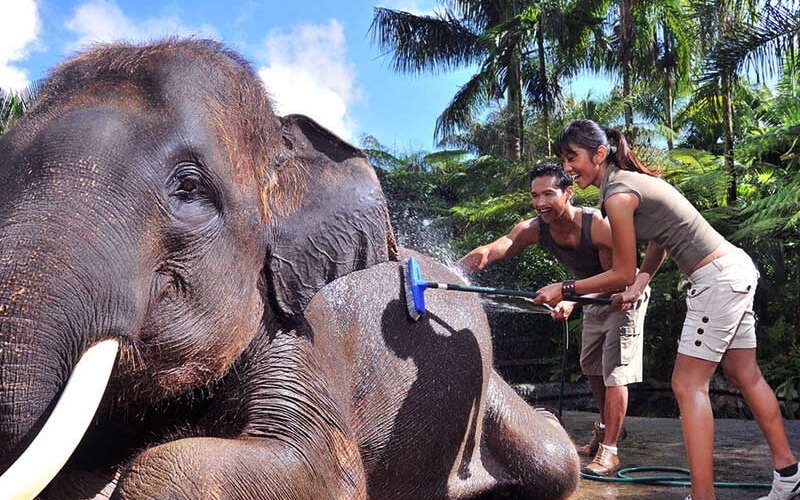 Bali elephat (2)