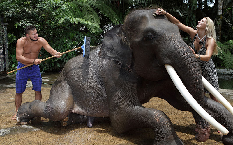 Bali elephat