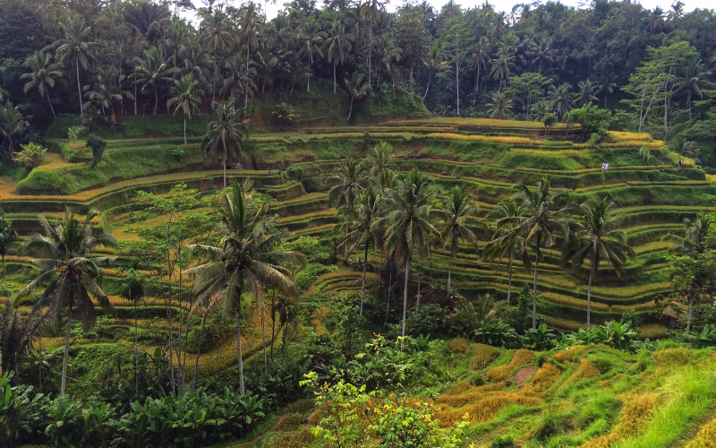 rice terrace